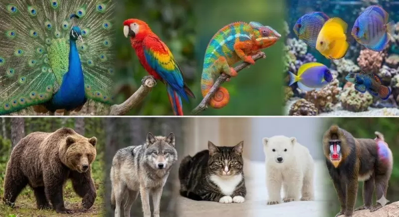 Защо бозайниците не са ярки като птиците и влечугите: Еволюционни и биологични причини